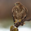 myšiak hôrny (Buteo buteo)