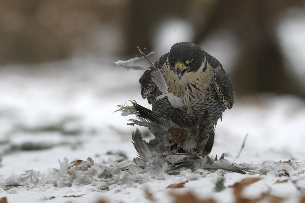 Falco peregrinus