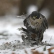 Falco peregrinus