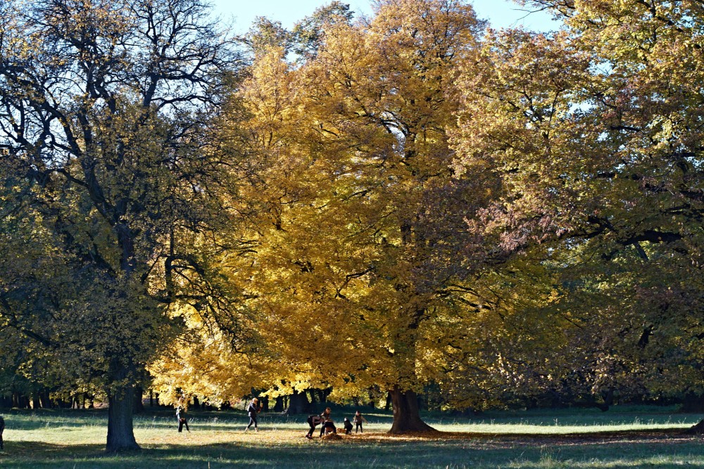 Park na Č.K.