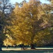 Park na Č.K.