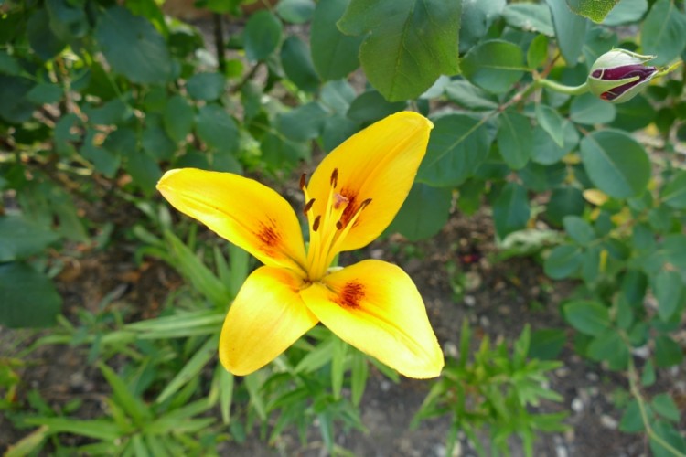 Kvet 1