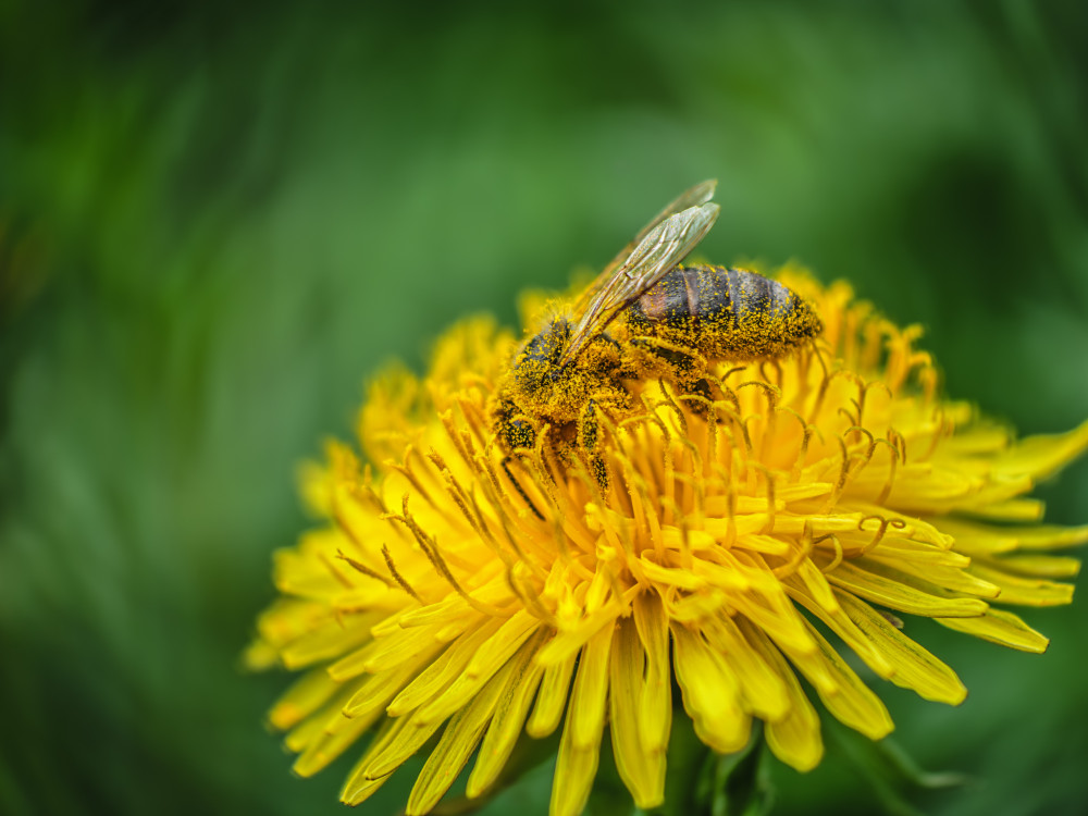 Včela medonosná (Apis mellifera)