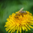 Včela medonosná (Apis mellifera)