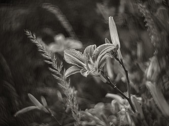 Ľalia (lat. Lilium)