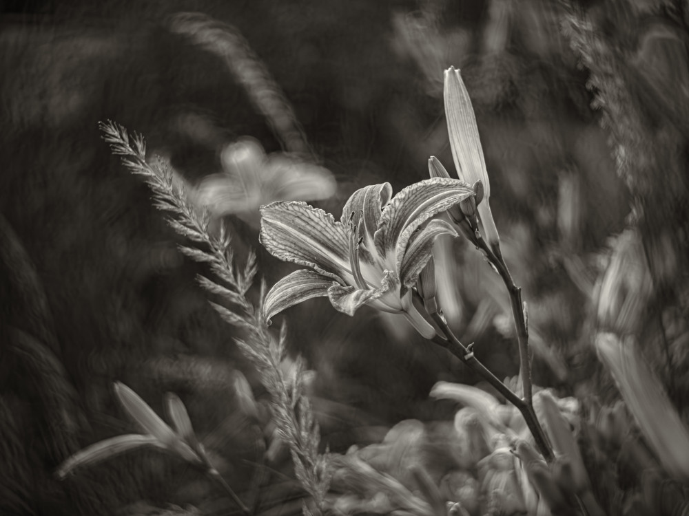 Ľalia (lat. Lilium)
