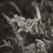 Ľalia (lat. Lilium)