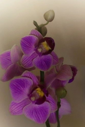 Orchidea