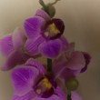 Orchidea