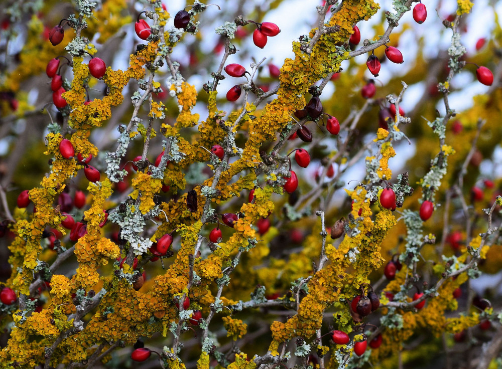 lišajníky a šípky