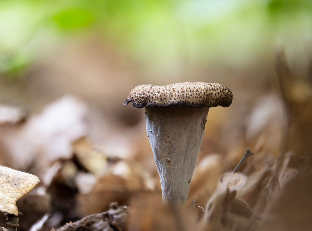 Čierna trúbka/Craterellus cornucopioides/