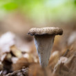 Čierna trúbka/Craterellus cornucopioides/