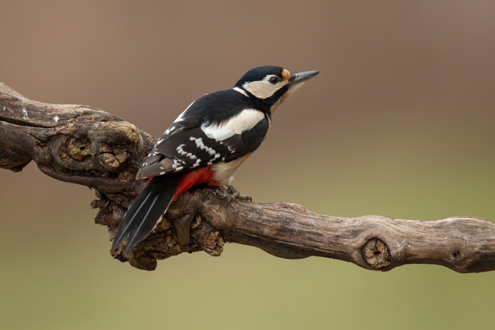 ďateľ veľký, strakopud, strachopud (Dendrocopos major)