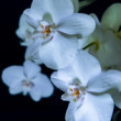 Orchidea