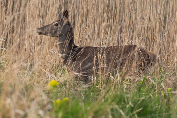 Jeleň lesný The red deer (Cervus elaphus)