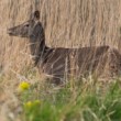 Jeleň lesný The red deer (Cervus elaphus)