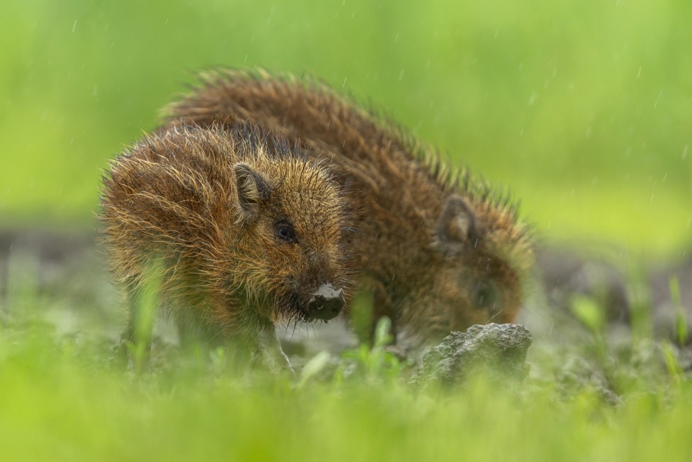 Diviak lesný, The wild boar (Sus scrofa)