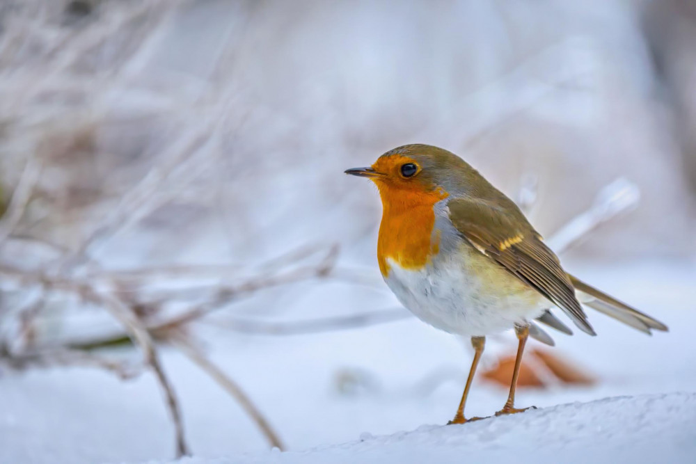 Na zmrznutom kopčeku