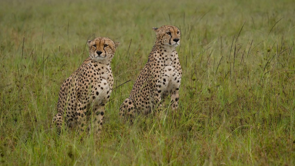 Gepard štíhly, Masai Mara