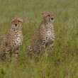 Gepard štíhly, Masai Mara