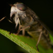 Ovadovité