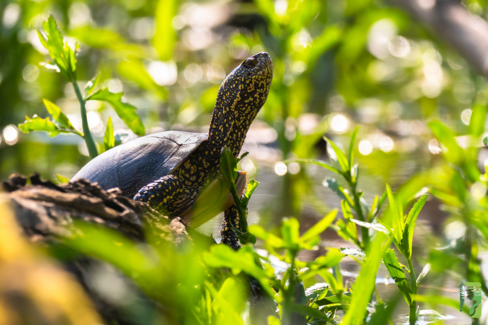 Korytnačka močiarna, The European pond turtle (Emys orbicularis)