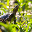 Korytnačka močiarna, The European pond turtle (Emys orbicularis)