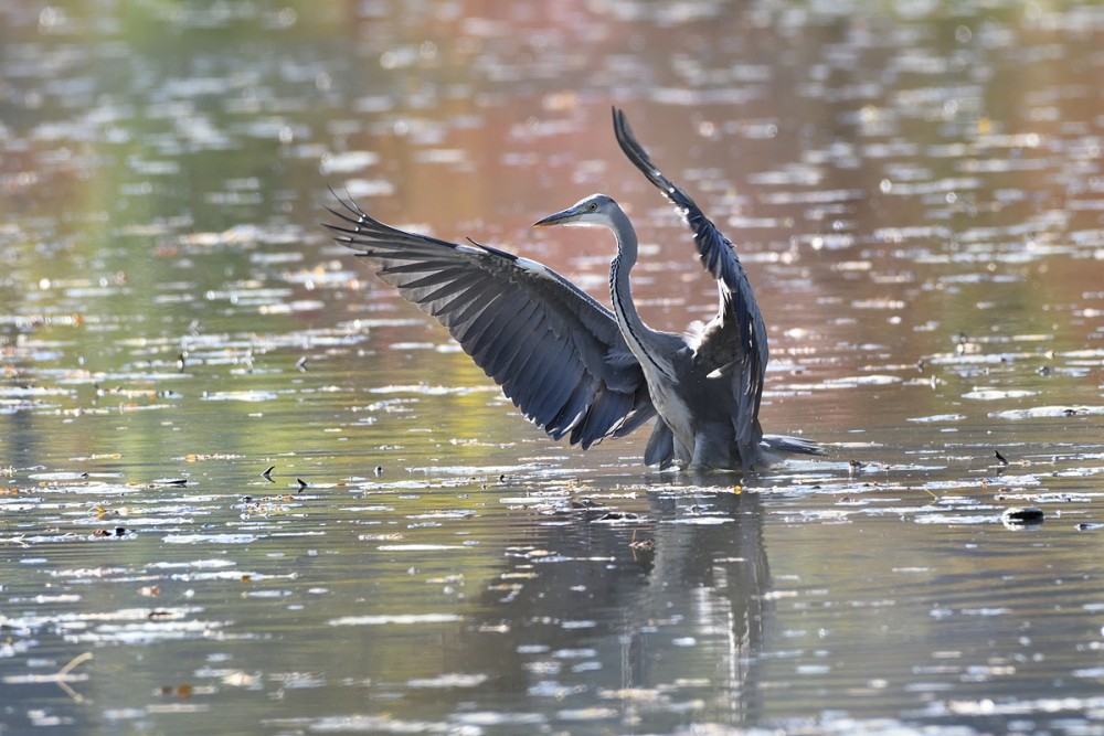 Ardea cinerea