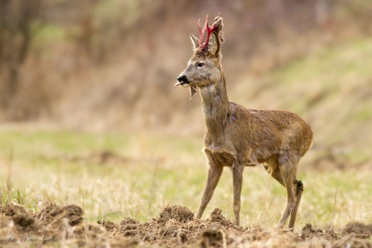 Capreolus capreolus