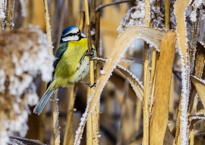 Sýkorka belasá (Parus caeruleus)