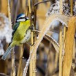 Sýkorka belasá (Parus caeruleus)