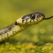 Užovka obojková (Natrix natrix)