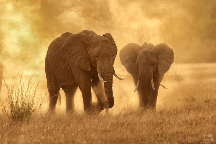 Slon africký (Loxodonta africana)