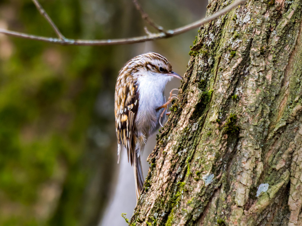 Kôrovník dlhoprstý