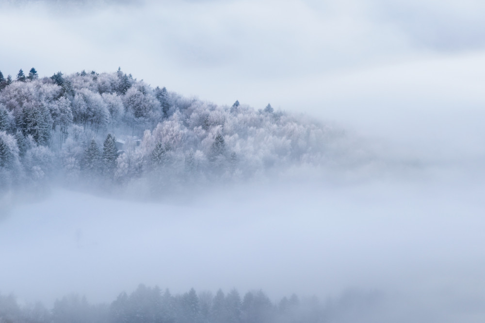Zasnežený les v závoji hmly