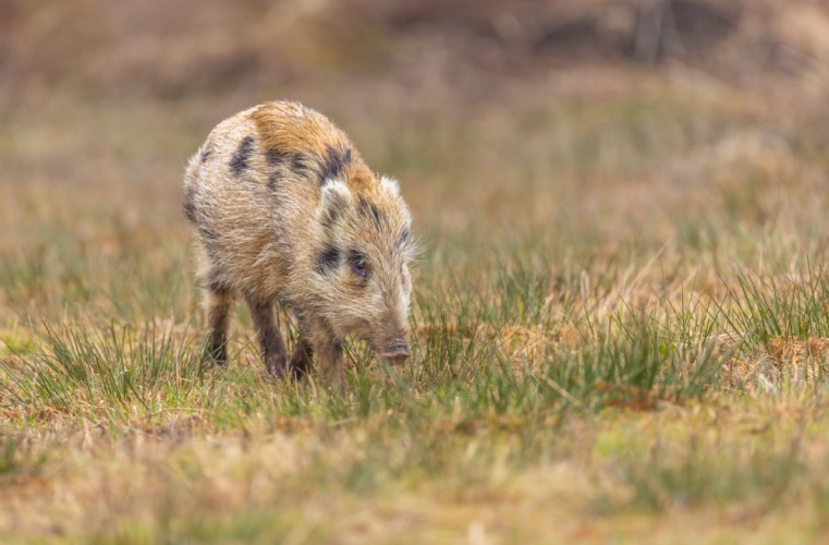 Diviak lesný, The wild boar (Sus scrofa)