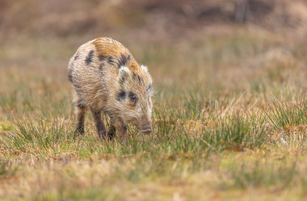 Diviak lesný, The wild boar (Sus scrofa)