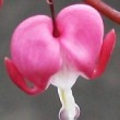 Fuksia