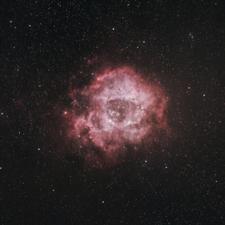 Hmlovina Rosette