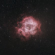 Hmlovina Rosette