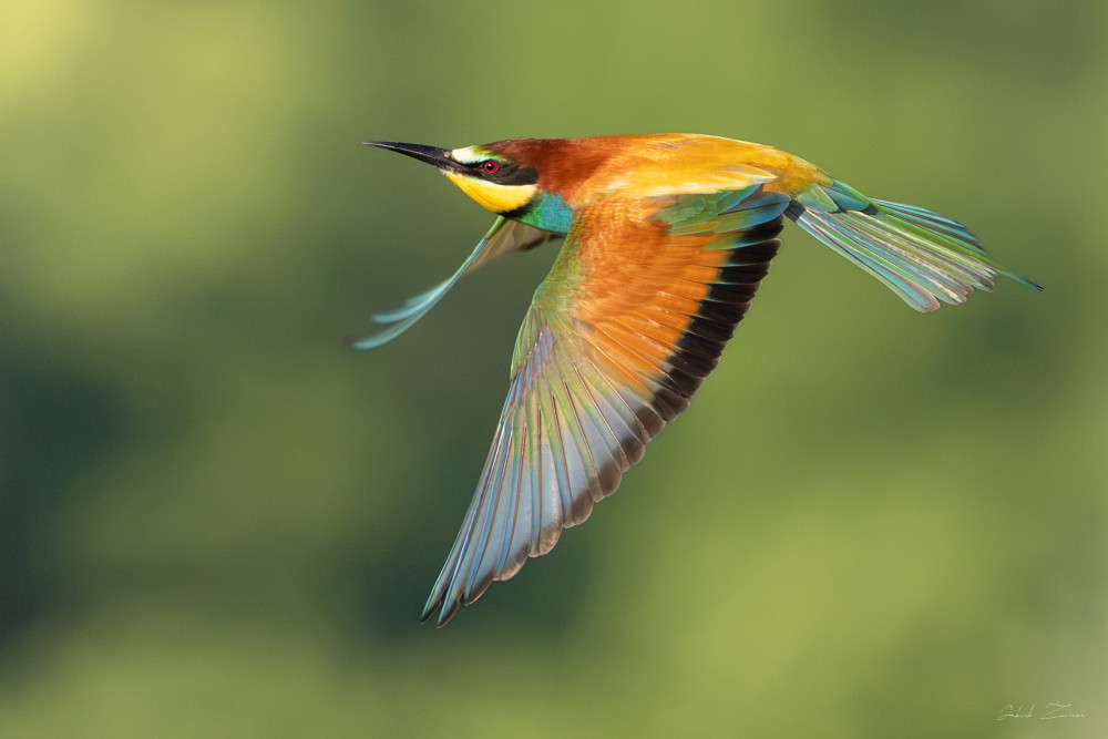 Včelárik zlatý