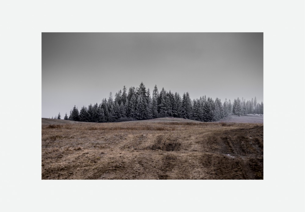 Frozen Trees