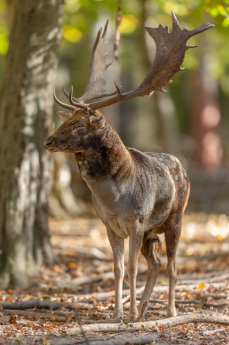 daniel škvrnitý, Fallow deer (Dama dama)