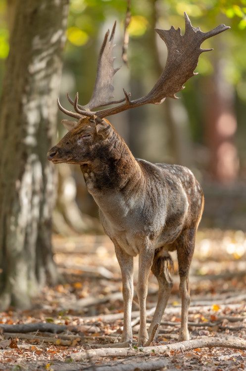 daniel škvrnitý, Fallow deer (Dama dama)