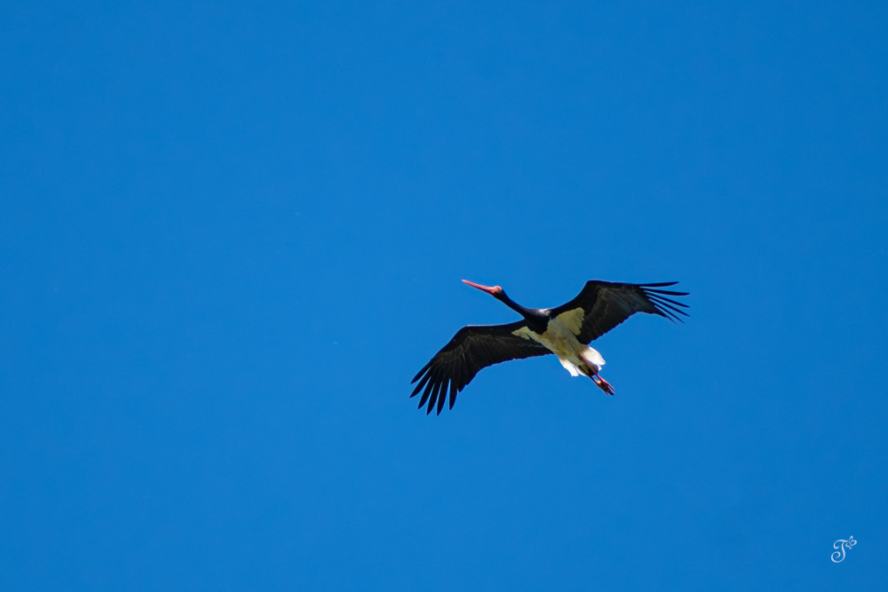 Bocian čierny