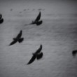 Free