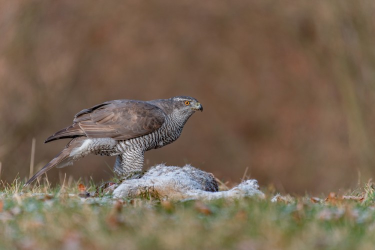 Jastrab lesný - Accipiter gentilis