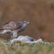 Jastrab lesný - Accipiter gentilis