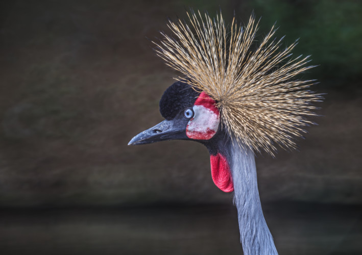 Žeriav kráľovský (Balearica regulorum)