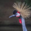 Žeriav kráľovský (Balearica regulorum)